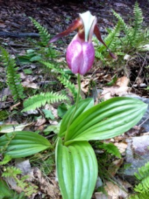 52613 lady slipper