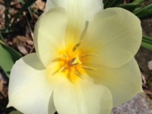 daffodil